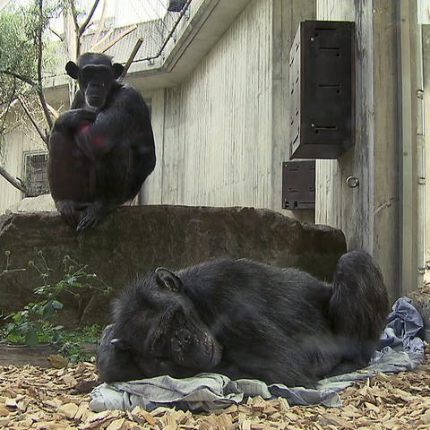 Zwei Schimpansen sitzen und liegen in ihrem Affengehege (Foto: SWR)