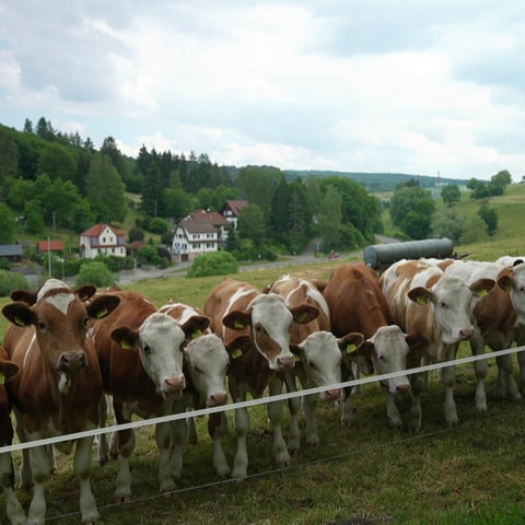 Kühe auf einer Weide im lautertal (Foto: SWR)