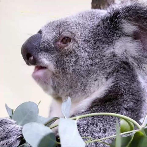 Koalas im Terra Australis (Foto: SWR)