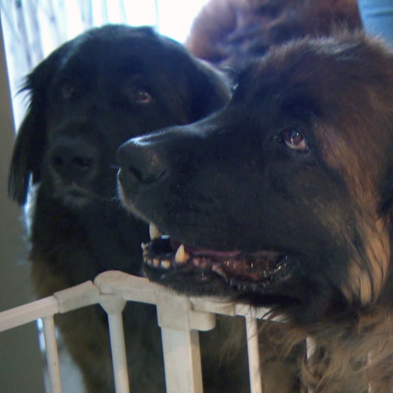 Leonberger Hund in Wohnung schaut zu Besitzer (Foto: SWR)