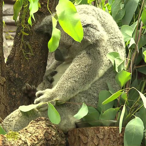 Koalabär (Foto: SWR)
