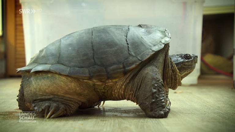 Schnappschildkröte (Foto: SWR)