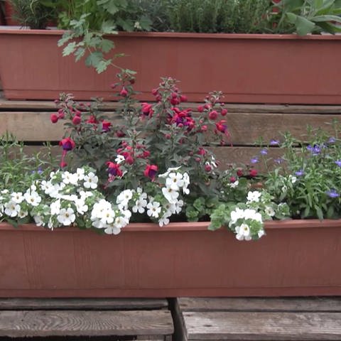 Blumenkasten für Balkon (Foto: SWR)