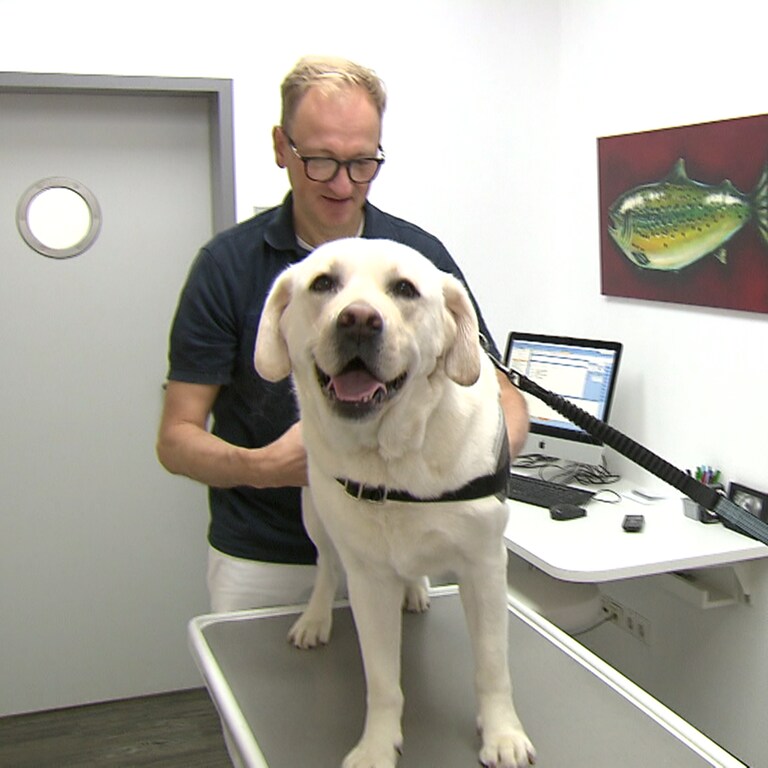 Ein Hund wird bei Tierarzt Matthias Frank untersucht (Foto: SWR)