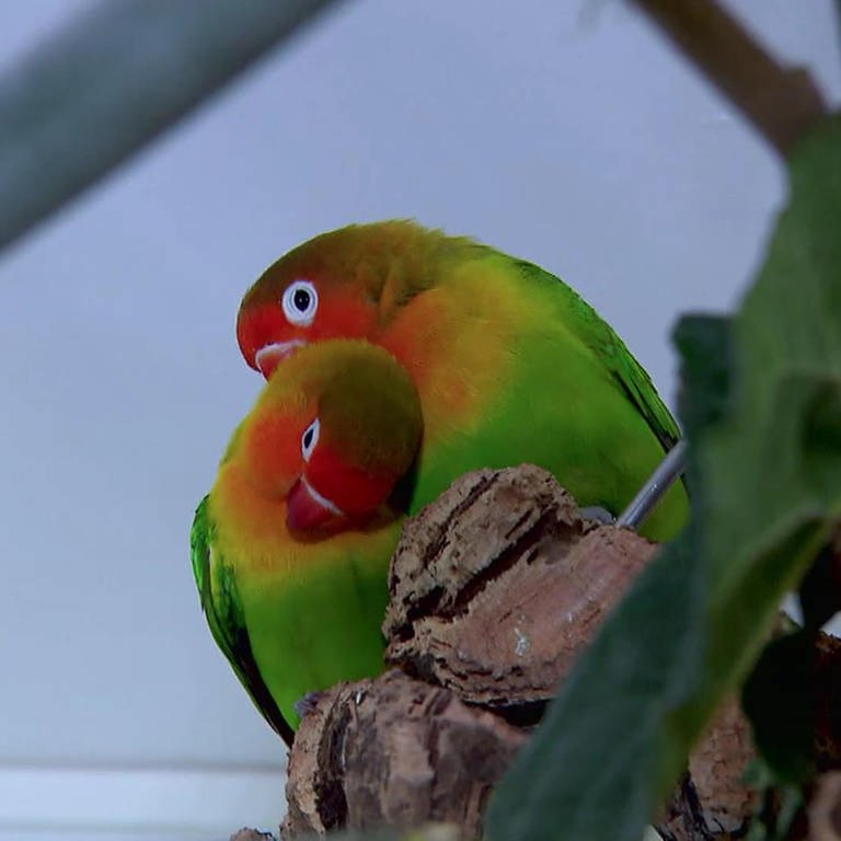 Verliebte Papageien (Foto: SWR)