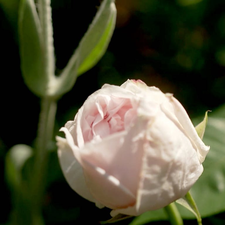 Rose (Foto: SWR)