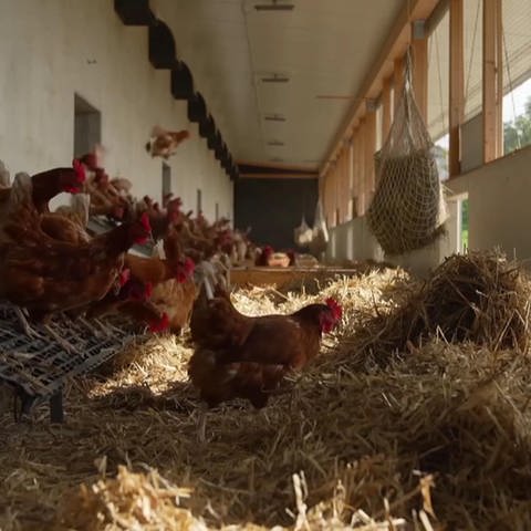 Hofgeschichten: Von Schafen, Hühnern und Eiern (Foto: SWR)