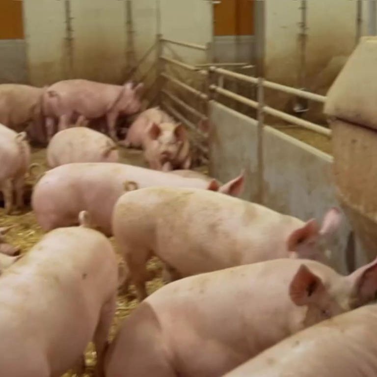 Hofgeschichten: Besichtigung im Schweinestall (Foto: SWR)