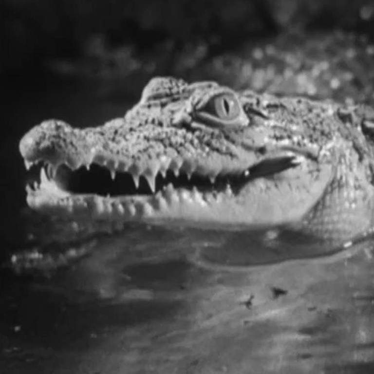 Krokodil (Foto: SWR)