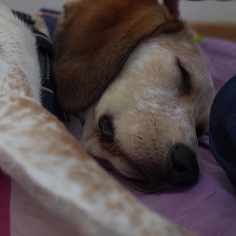 Schlafender Hund (Foto: SWR)