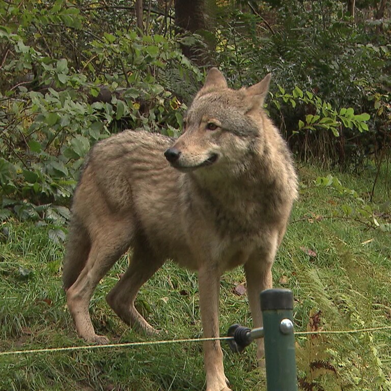 Wolf Gaia im Alternativen Wolf- und Bärenpark Schwarzwald in Bad Rippoldsau-Schapbach. (Foto: SWR)