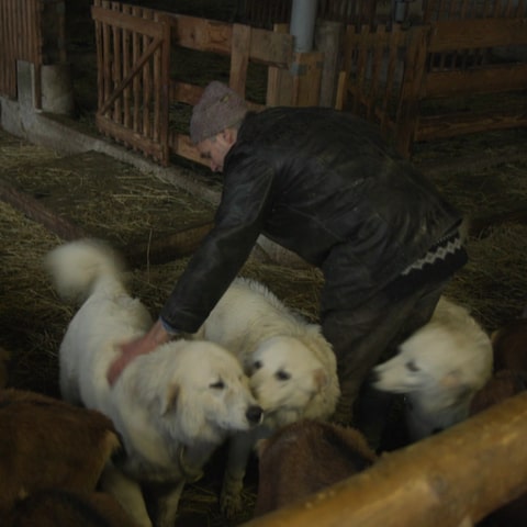 Herdenschutzzüchter mit Herdenschutzhunden (Foto: SWR)