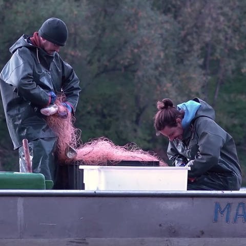 Fischer nehmen einen Fisch aus dem Netz (Foto: SWR)