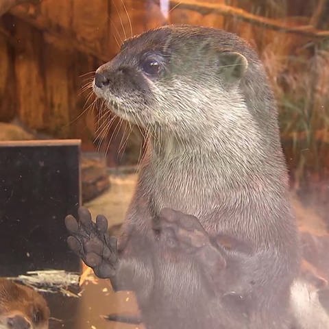 Otter (Foto: SWR)