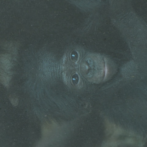 Bonobo-Baby Kila? (Foto: SWR)
