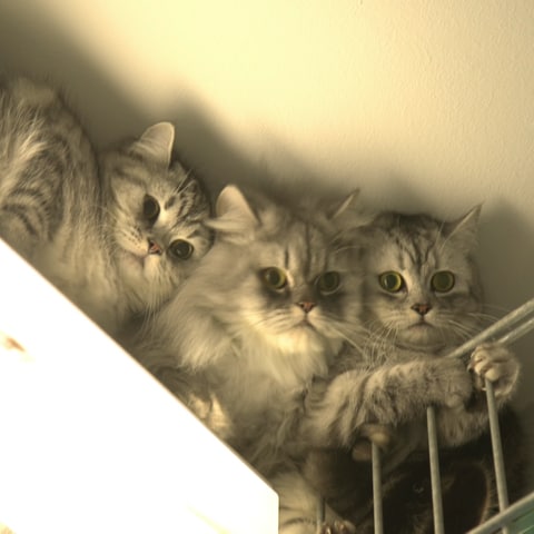 45 Katzen vor Animal Hoarding gerettet (Foto: SWR)