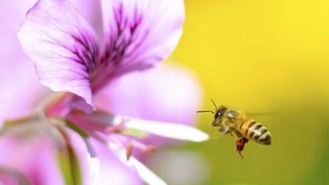 Honigbiene fliegt auf eine Blume zu