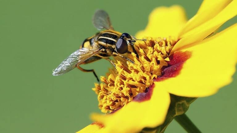 Schwebfliege sitzt auf einer Blume (Foto: Getty Images, Thinkstock -)