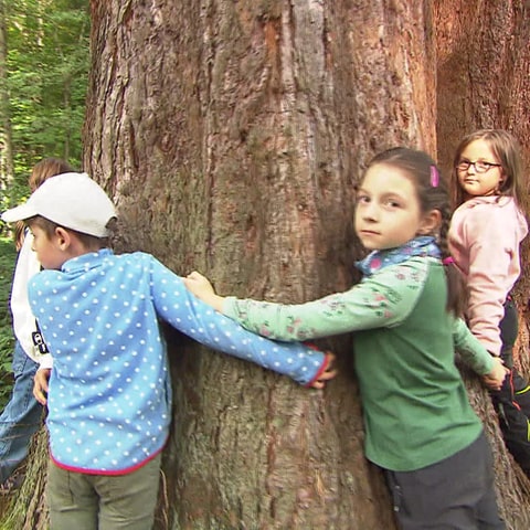 Kinder sammeln im Wald Buchecker