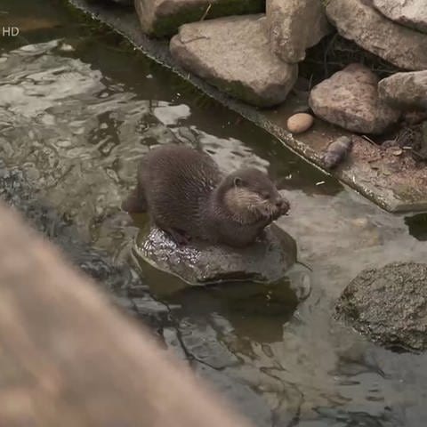 Süßer Otter