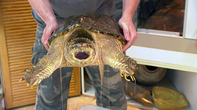 Eine Schnappschildkröte wird gehalten und hat ihr Maul geöffnet  (Foto: SWR)