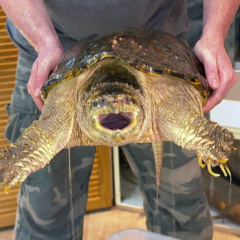 Eine Schnappschildkröte wird gehalten und hat ihr Maul geöffnet 