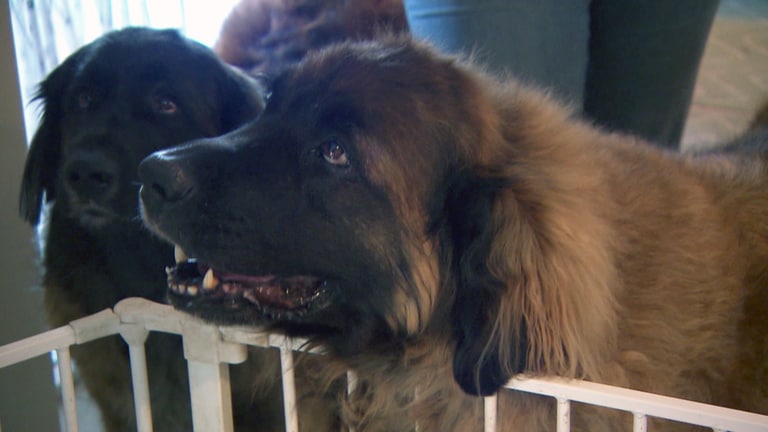 Leonberger Hund in Wohnung schaut zu Besitzer