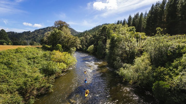 Fluss im Wald (Foto: SWR, imago-stock)