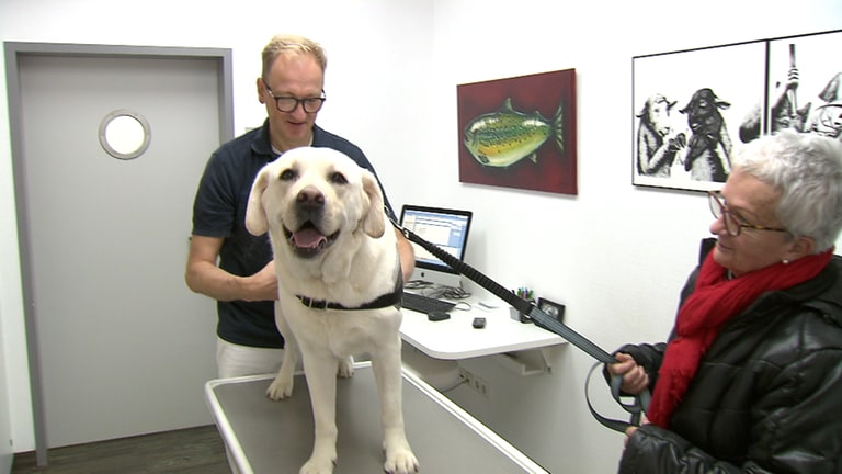 Ein Hund wird bei Tierarzt Matthias Frank untersucht