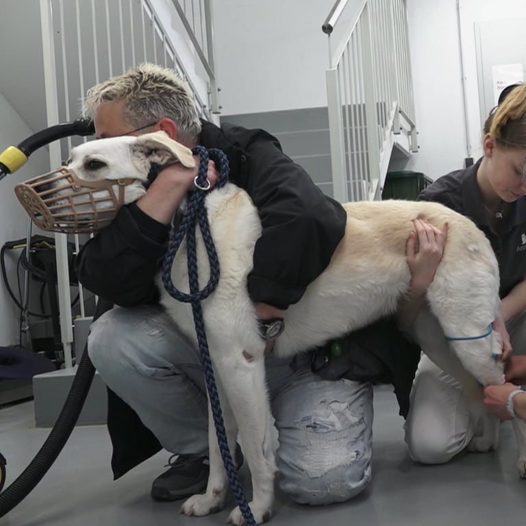 Hund mit Maulkorb wird festgehalten und geimpft