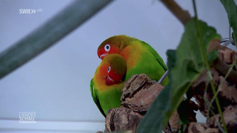 Verliebte Papageien