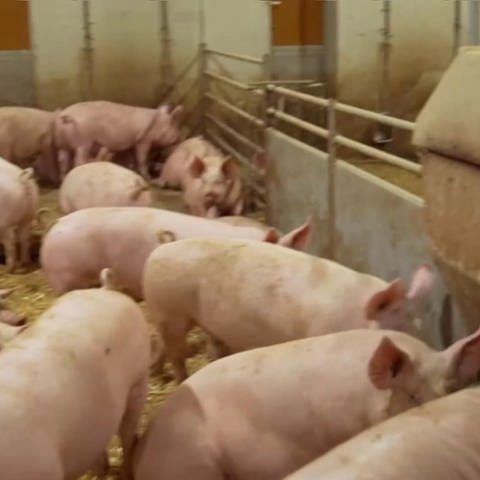 Hofgeschichten: Besichtigung im Schweinestall