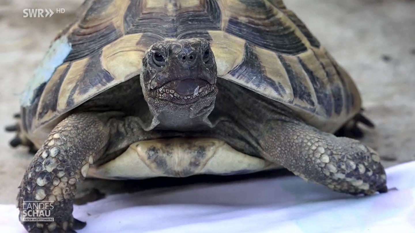 Schildkröte (Foto: SWR)