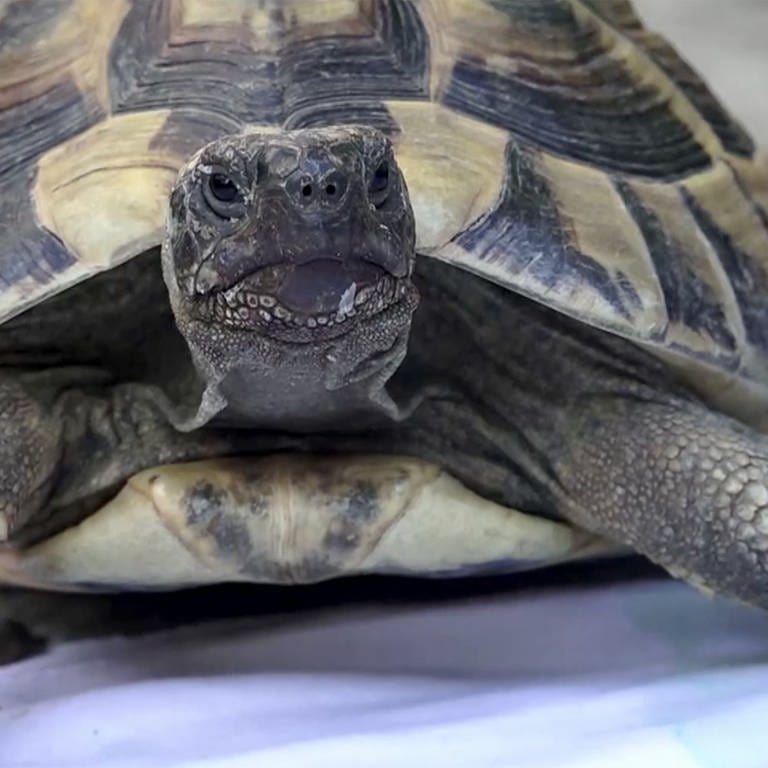 Schildkröte (Foto: SWR)