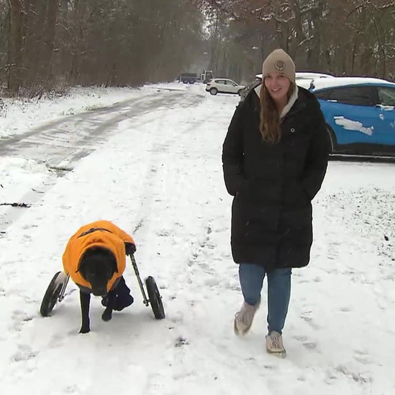 Gelähmter Labrador läuft mit Rollstuhl durch Schnee mit seiner Besitzerin Laura