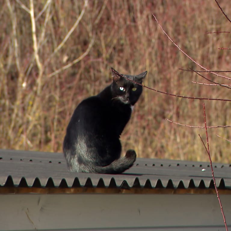 Ein schwarzer Kater auf einem Dach.