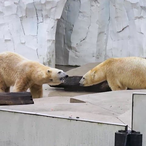 Zwei Eisbären im Karlsruher Zoo schauen sich an (Foto: SWR)