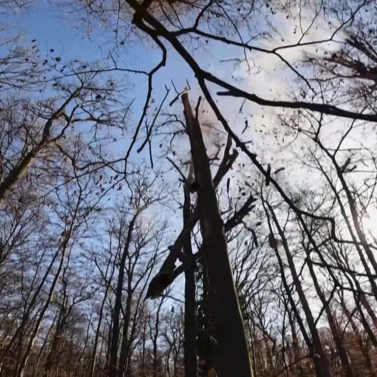 Abgesprengte Baumteile fliegen aus mehreren Metern zu Boden (Foto: SWR)