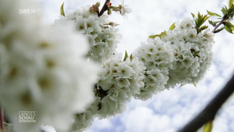 Nahaufnahme von Kirschblüten (Foto: SWR)