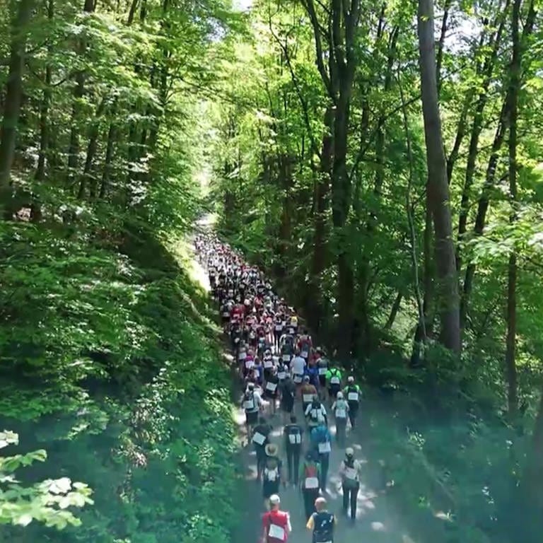 Viele Menschen wandern im Wald
