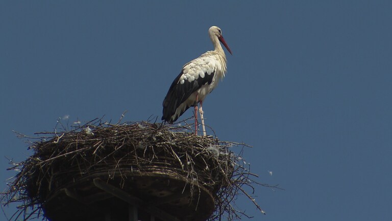 Storch auf einem Dach in Schemmerhofen (Foto: SWR)