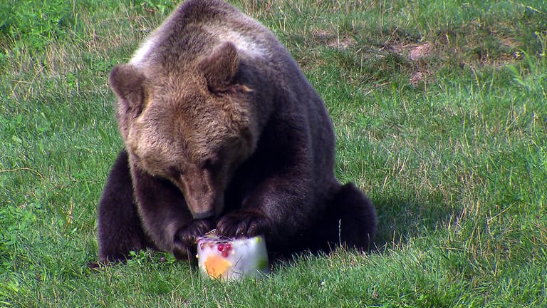 Braunbär isst Eisbombe in Tierpark Tripsdrill (Foto: SWR)