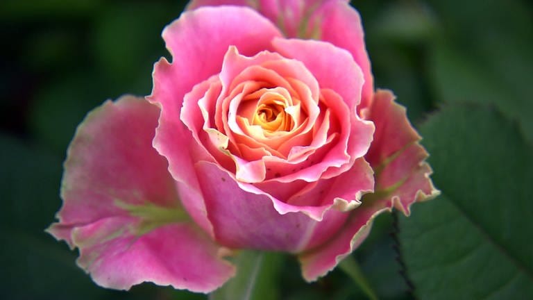 Rose (Foto: SWR)