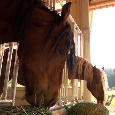 Coole Pferde, heisse Herzen: das Schwarzwälder Kaltblut (Foto: SWR)