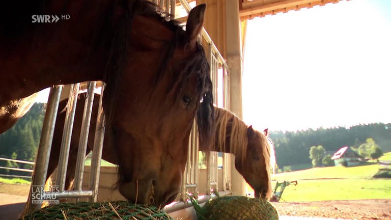Coole Pferde, heisse Herzen: das Schwarzwälder Kaltblut (Foto: SWR)