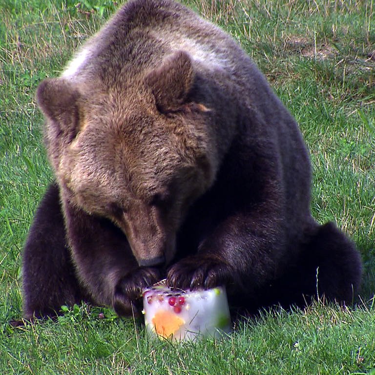 Braunbär isst Eisbombe in Tierpark Tripsdrill