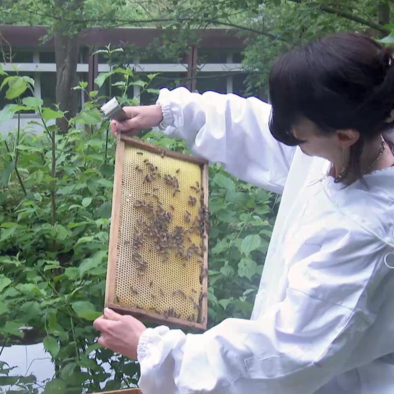 Die Biologin Kirsten Traynor betrachtet ihre Bienen.