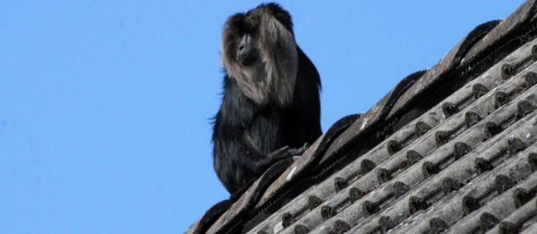 Die Suche nach dem entlaufenen Affen aus Rockenhausen (Foto: SWR, SWR)