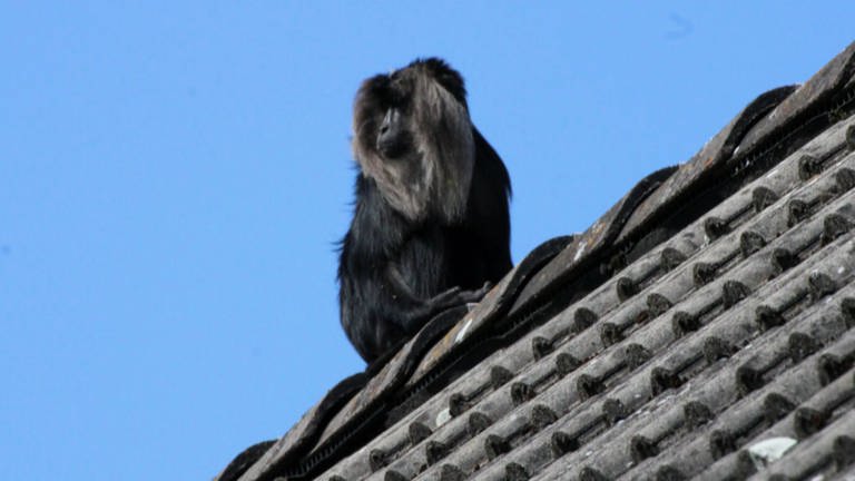 Die Suche nach dem entlaufenen Affen aus Rockenhausen (Foto: SWR, SWR)
