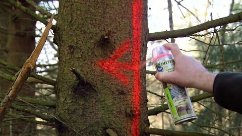 Baumstamm wird im Wald zum Fällen markiert (Foto: SWR)